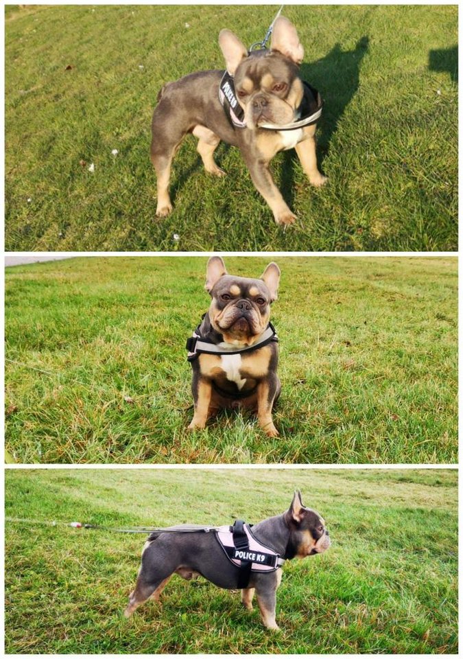 Fransk bulldog tikar