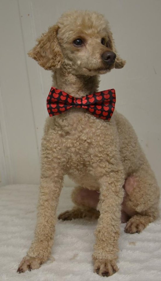 Shihpoo valpar