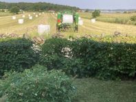 Analyserat hösilage för häst & köttdjur