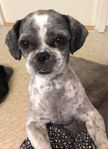 Snäll erfaren Shih-Tzu hane till avel/Parning