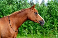 Halsring i stelt rep, reglerbar