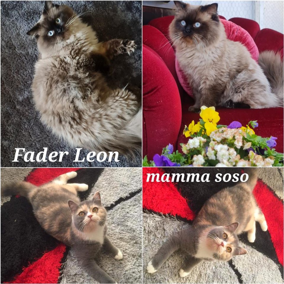Utsökta British Ragdoll mix k...