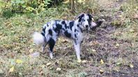 Border collie avelshane
