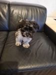 Bichon Havanais Valpar
