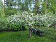 Bostad uthyres i Västerås - 5 rum, 100m²