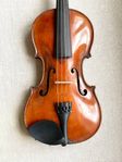 Fin violin fiol