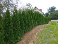 Thuja Smaragd | Thuja Brabant | Avenbok | Botanikgruppen |