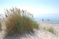 Sommarstuga/fritidshus nära havet uthyres i Ystad sandskog