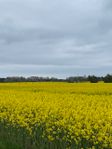 Lägenhet i idylliska Smygehamn 300m till havet  