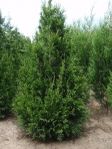 Thuja Brabant | Thuja Smaragd | Avenbok | Botanikgruppen |