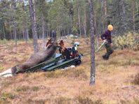 Järnhästen Flex - Jakt eller Skogsutrustad - KAMPANJ