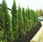 Fina Billiga Thuja Smaragd från 39:-