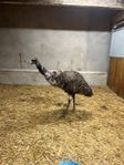 Strutsliknande fågel från Australien -EMU till salu