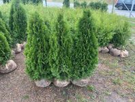 Exklusiv Kvalitet - Thuja Smaragd 120-140cm – Bara 199 kr!