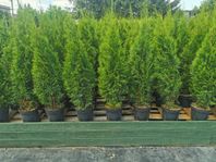 Thuja Smaragd 80-100 cm Krukodlad 3-5L "Premium" – Kampanj!