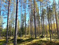 Skog i Älvdalen-Åsen