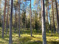 Skog i Älvdalen - Väsa