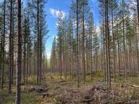 Skog i Älvdalen-Dysberg