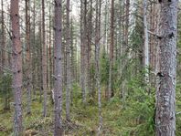 Skog och Jakt i Orsa - Åberga