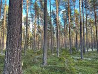 Skog och Jakt i Orsa-Hansjö