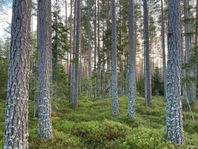 Timmerskog i Södra Bomansberg, Mora