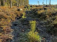 Mindre skogsfastighet i Rättvik