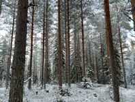 Skog i Älvdalen-Månsta