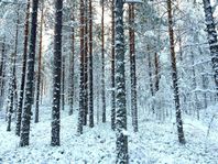 Skog i Mora-Långlet