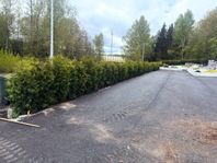 Thuja Brabant | Thuja Smaragd | King of Brabant |4år Garanti