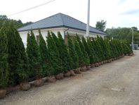 Thuja Brabant | Thuja Smaragd | King of Brabant |4år Garanti