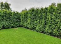 Kampanj Thuja Brabant 200-220cm Exklusiv Landskapskvalitet