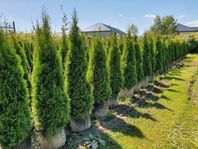 Avenbok, Thuja Smaragd, Thuja Brabant, Thuja Martin
