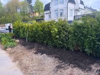 Avenbok, Thuja Smaragd, Thuja Brabant, Thuja Martin