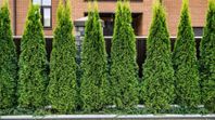 Thuja Brabant | Thuja Smaragd | King of Brabant |4år Garanti