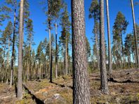 Skog i Mora - Ryssa