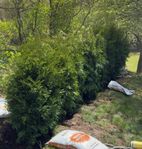 Kampanj Thuja Brabant 200-220cm Exklusiv Landskapskvalitet