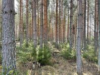 Skog i Rättvik - Östbjörka