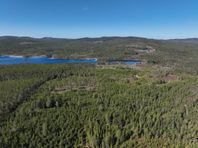 Skog vid sjön Norra Fjärden