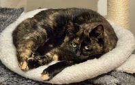 Sockersöta katten Dixi söker hem