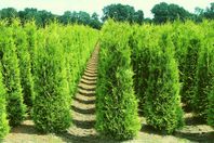 Häckväxter Thuja Brabant Smaragd