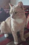 Katt Haribo