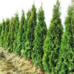 Fina Billiga Thuja Smaragd