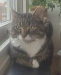 Katt Marabou