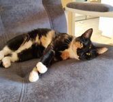 Katt Iris