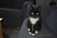 Katt Maria