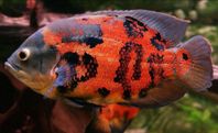 Påfågel Ciklid Yngel, Oscar, Månfararfisk 5cm