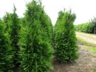 Billiga Thuja Brabant 160-180 cm