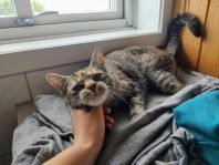 Sällskapssjuka katten Dahlia söker människa