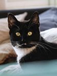 Katt Aska