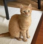 Katt Micke